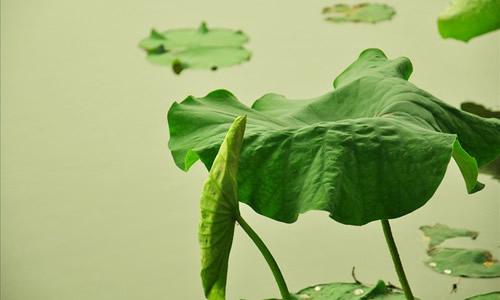 小學(xué)作文《夏》怎么寫(xiě)？描寫(xiě)夏天的好詞、好句、好段